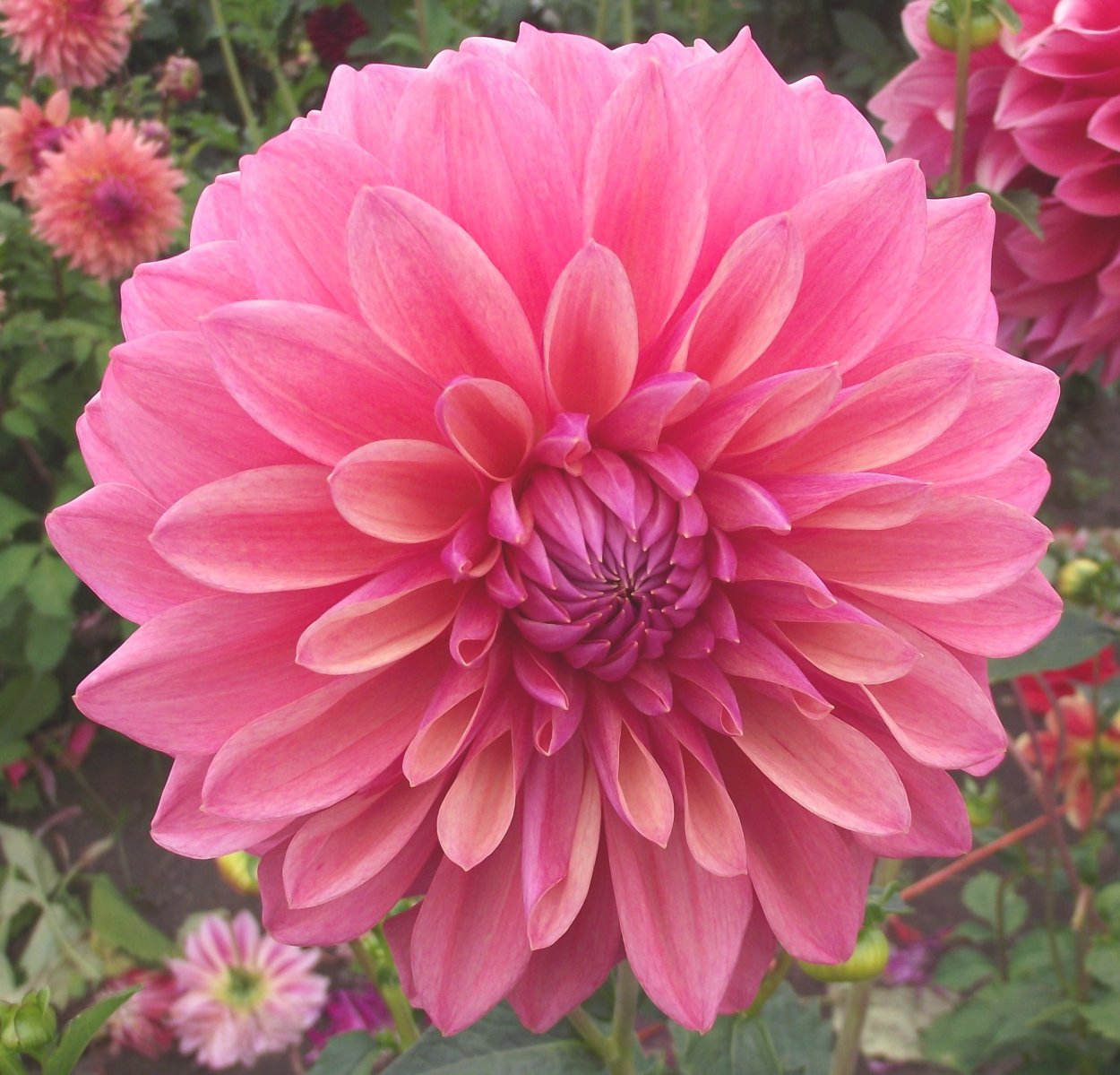 Георгина (Dahlia Wittem)