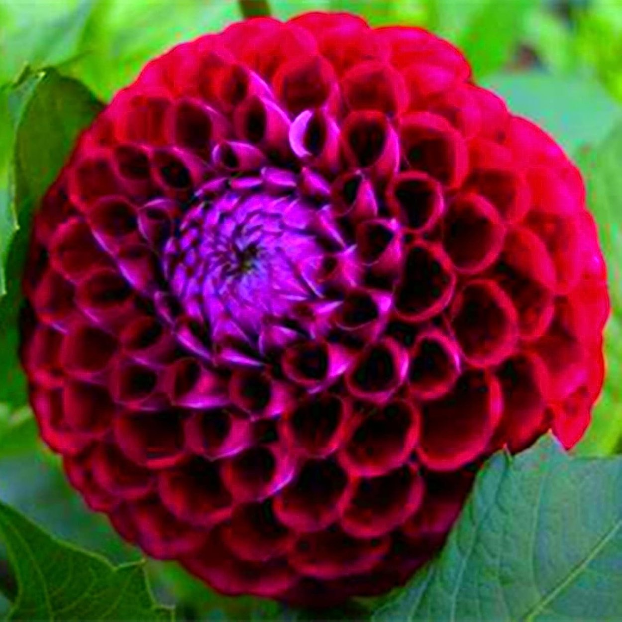 Георгин Иванетти