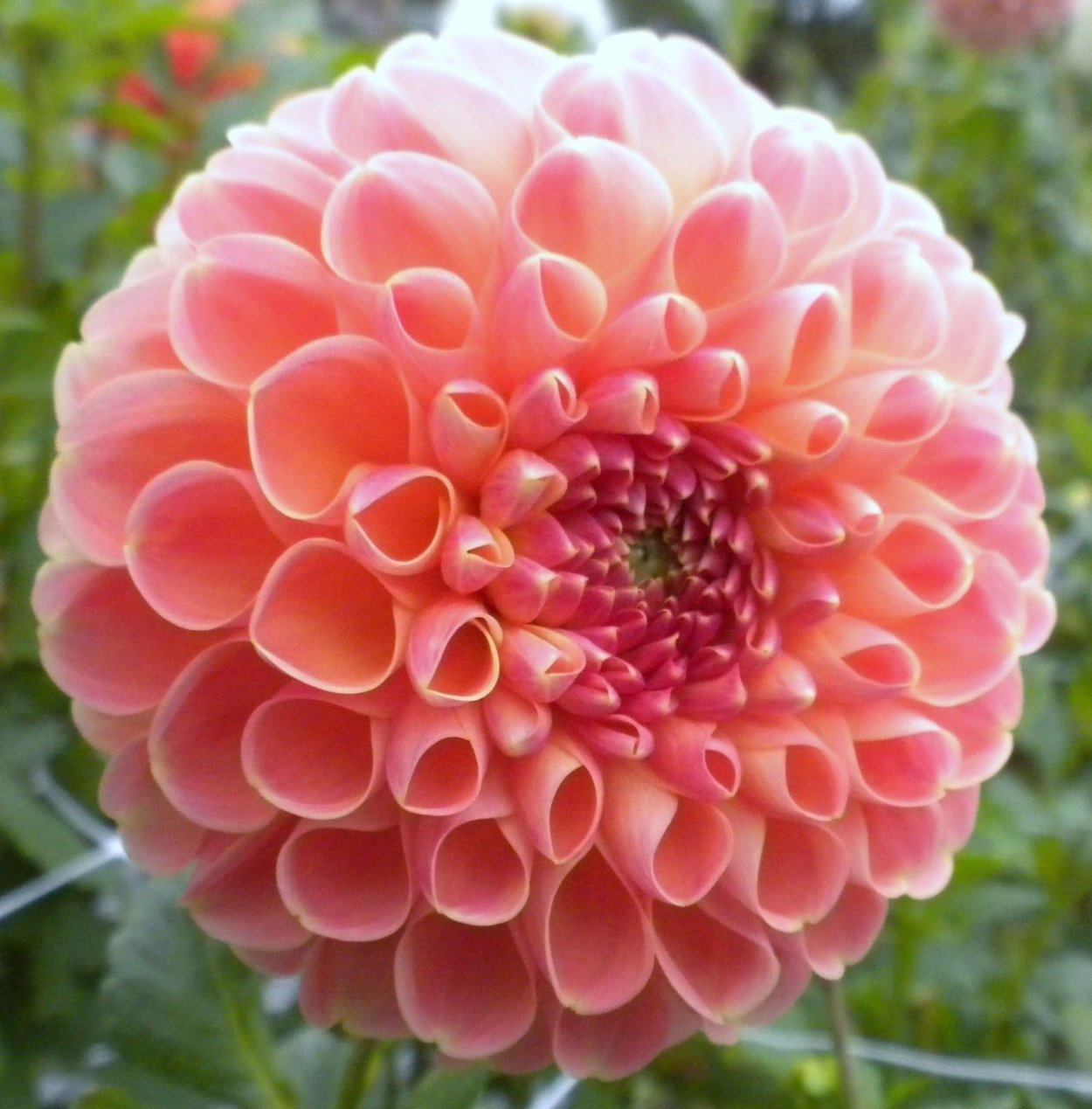 Георгина Барбара Болл