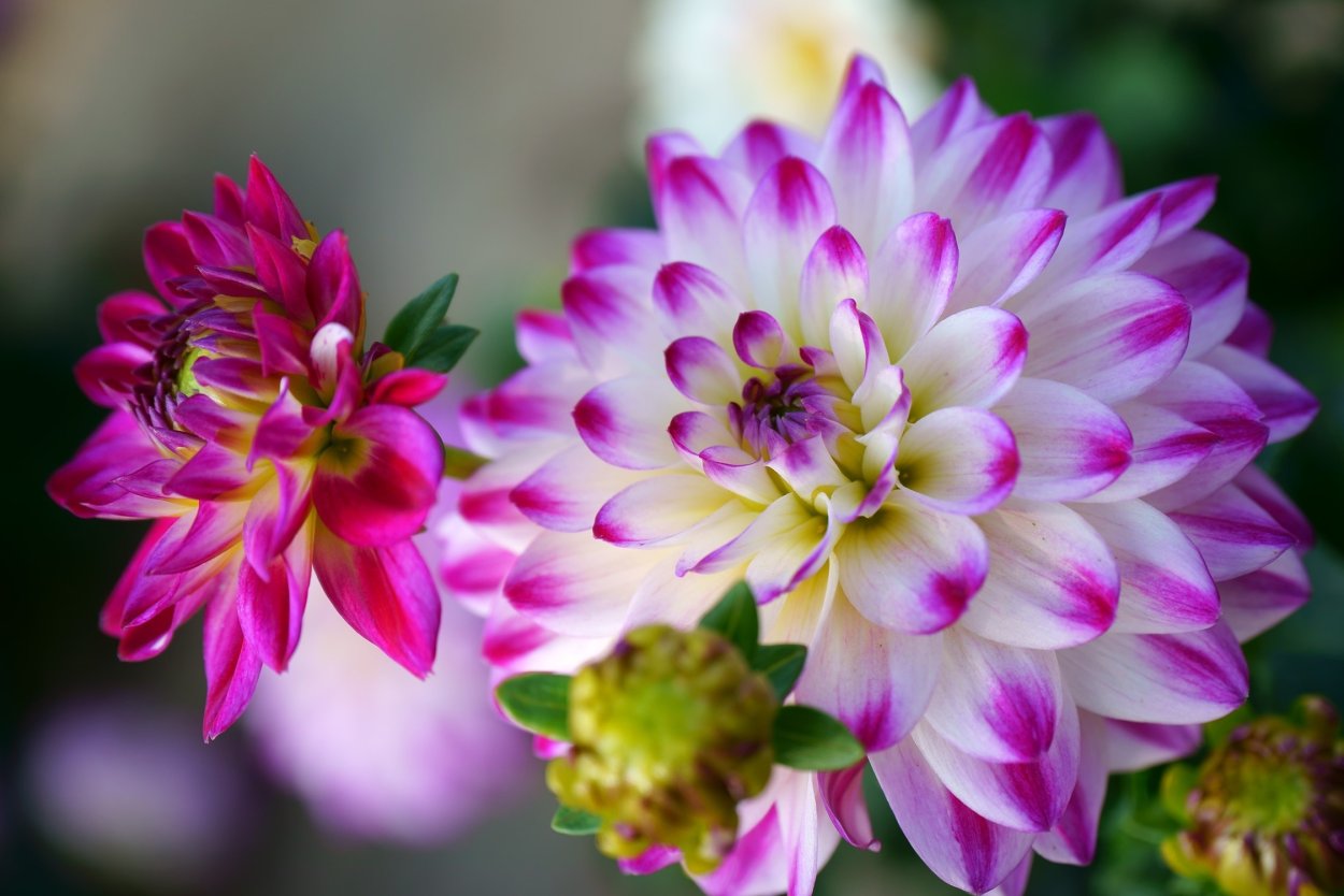 Георгины бутоны