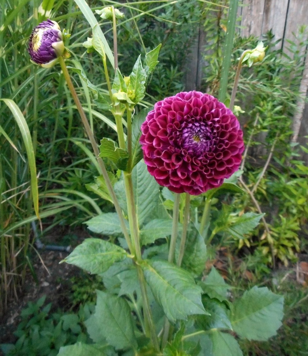 Дахлия Иванетти перпл