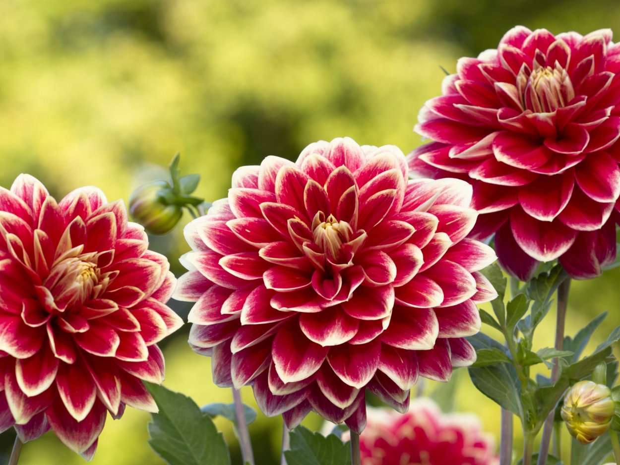 Георгина Вавилон Флеймд