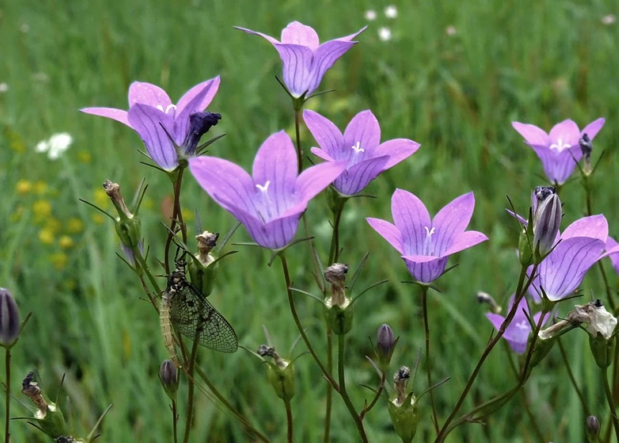 Campanula patula