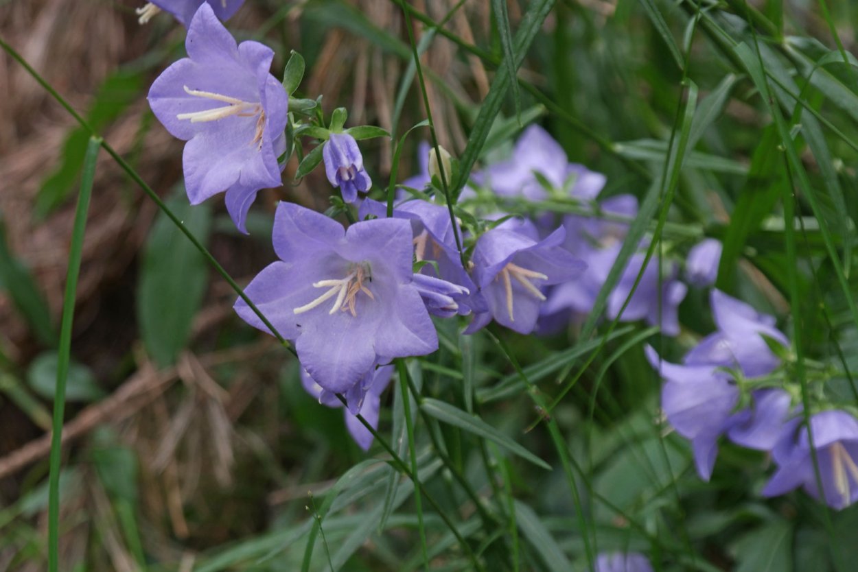 Колокольчик персиколистный (Campanula persicifolia l.)