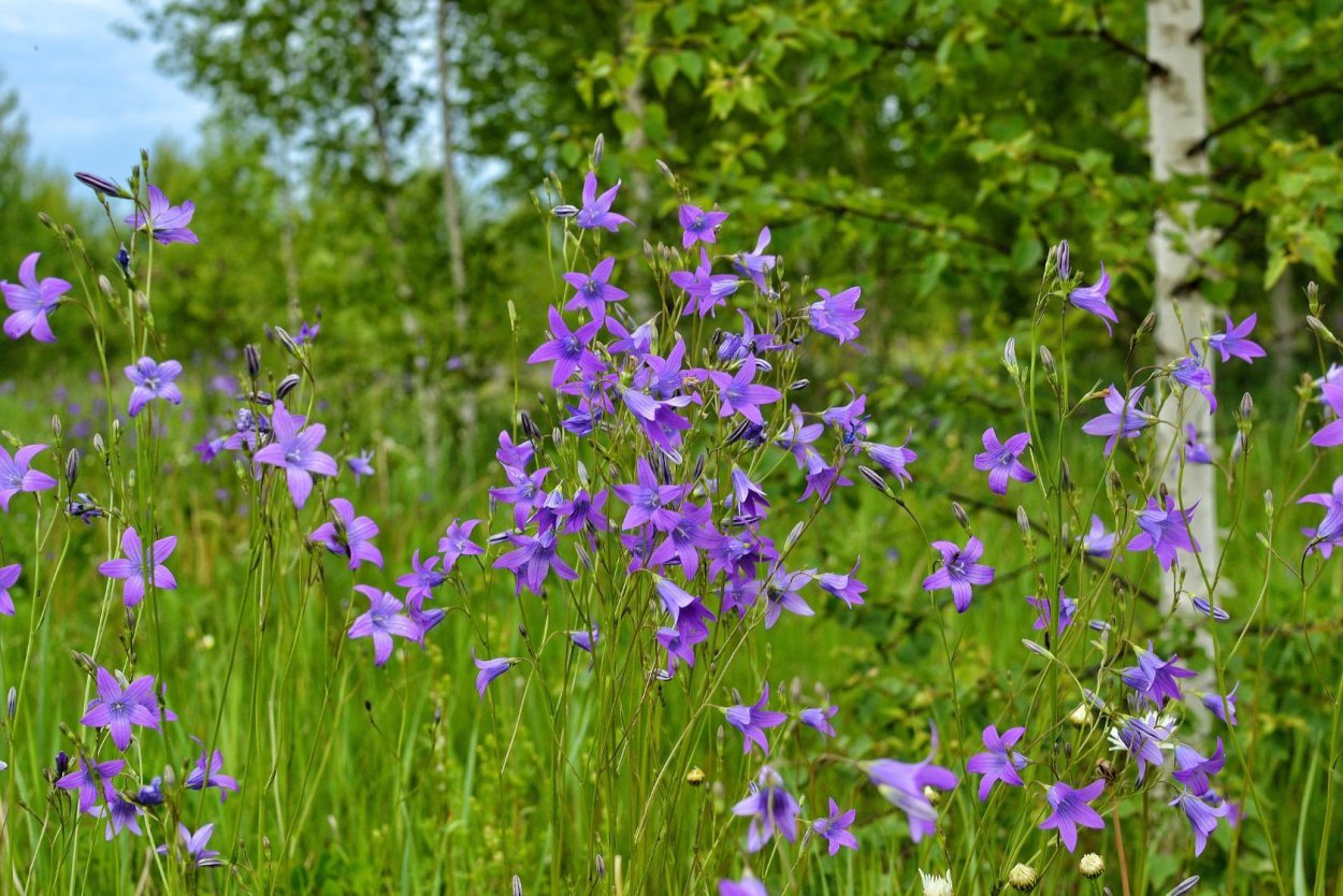 Луговые растения Марий Эл