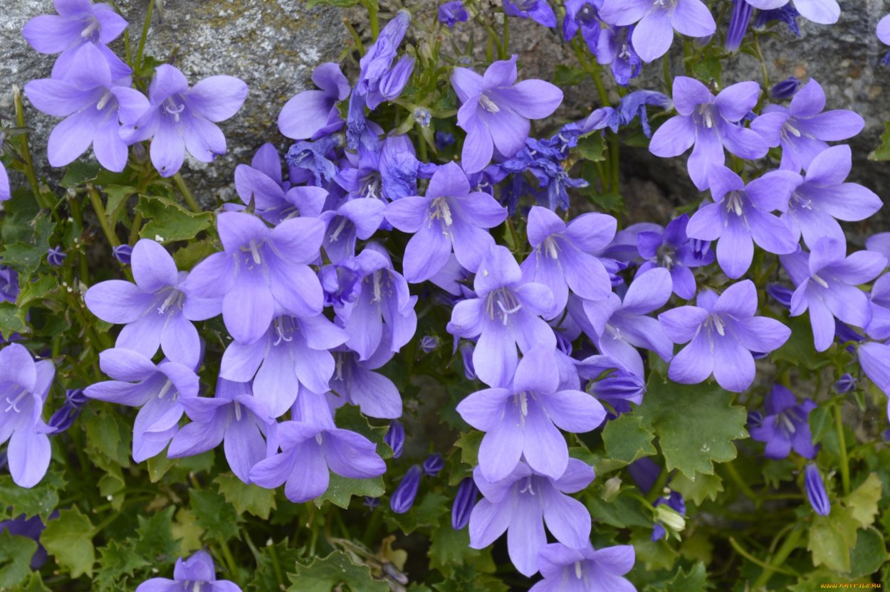 Колокольчик мелкоцветковый