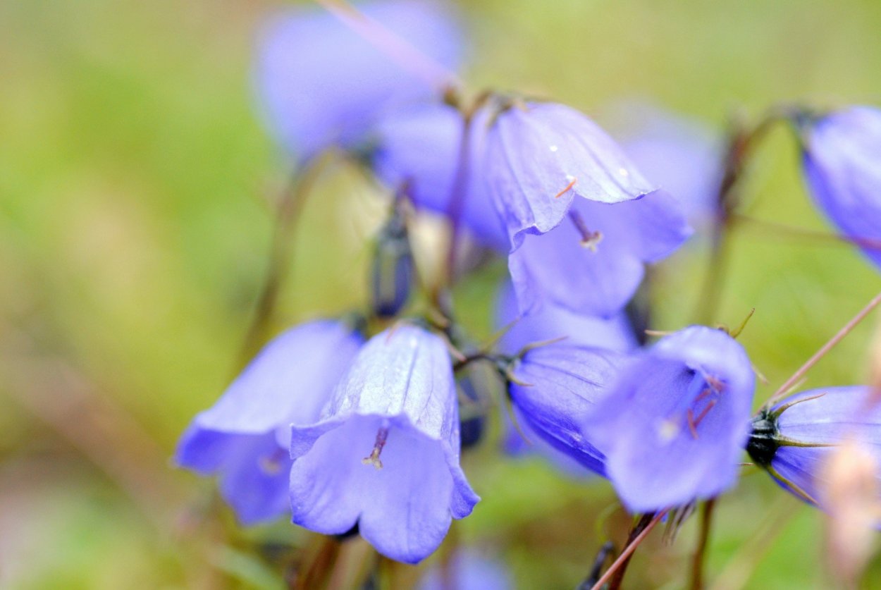 Колокольчик Луговой