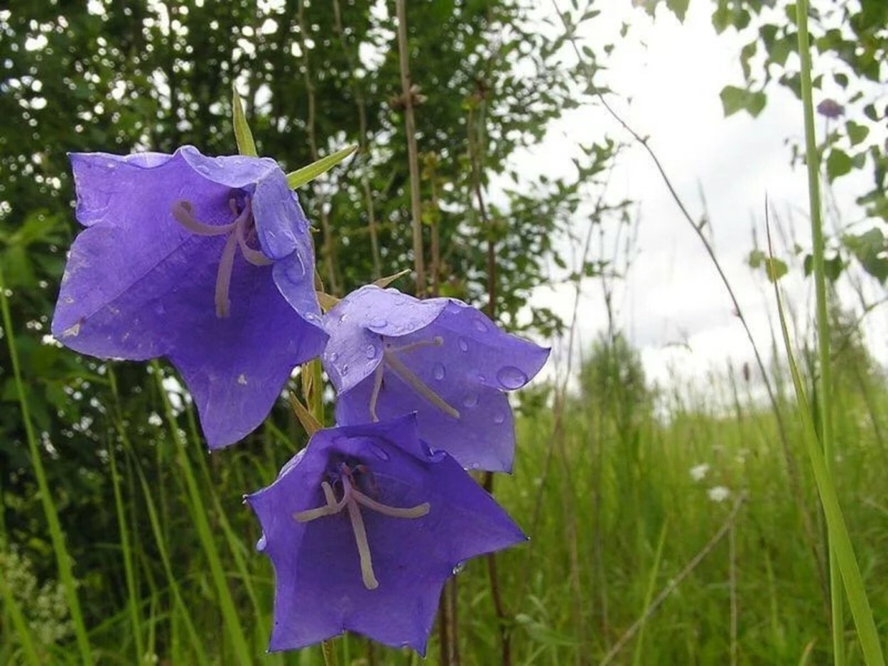 Колокольчик Кампанула