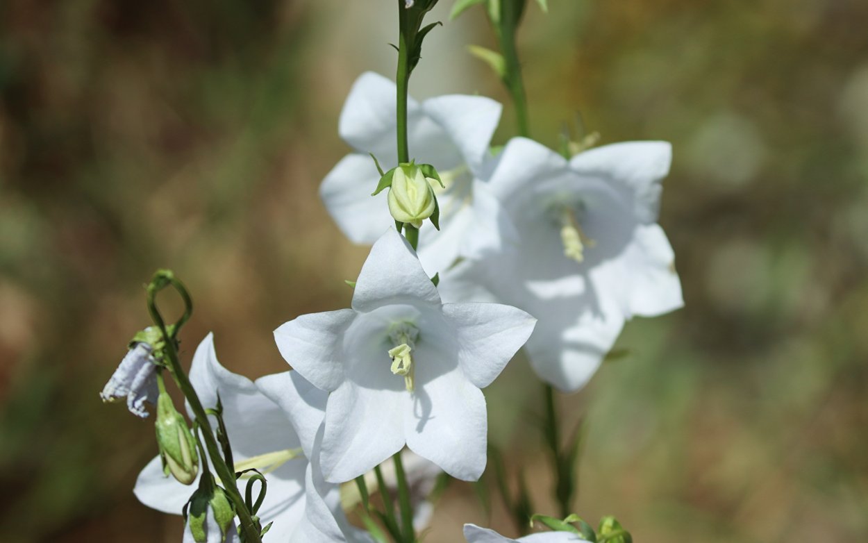 Букет колокольчики Кампанула