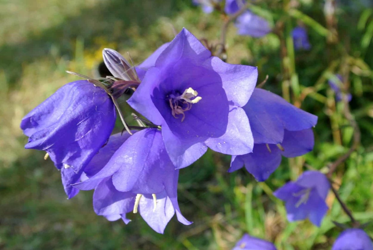 Колокольчик персиколистный (Campanula persicifolia)