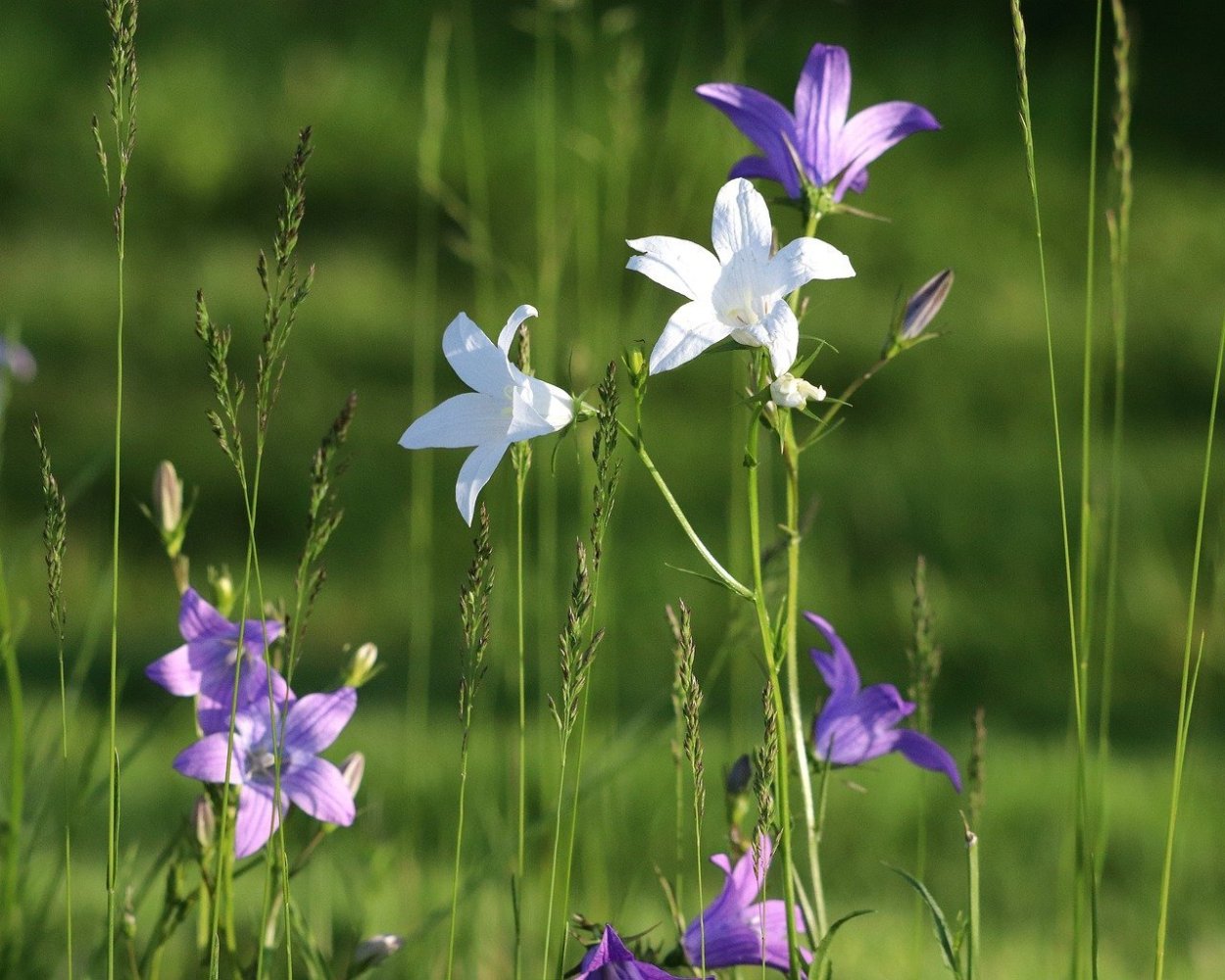 Колокольчик узколистный