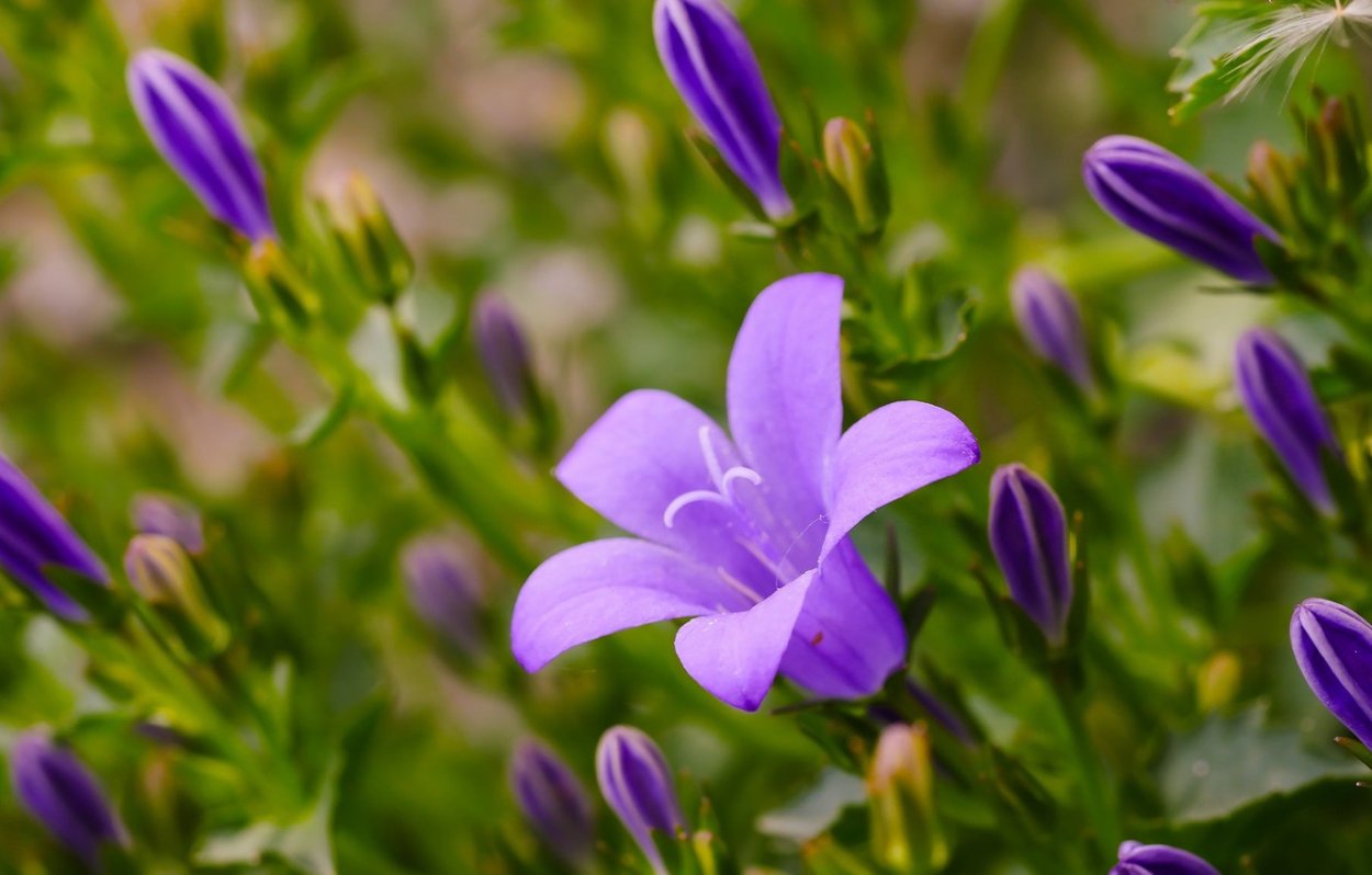 Колокольчик цветок бутон