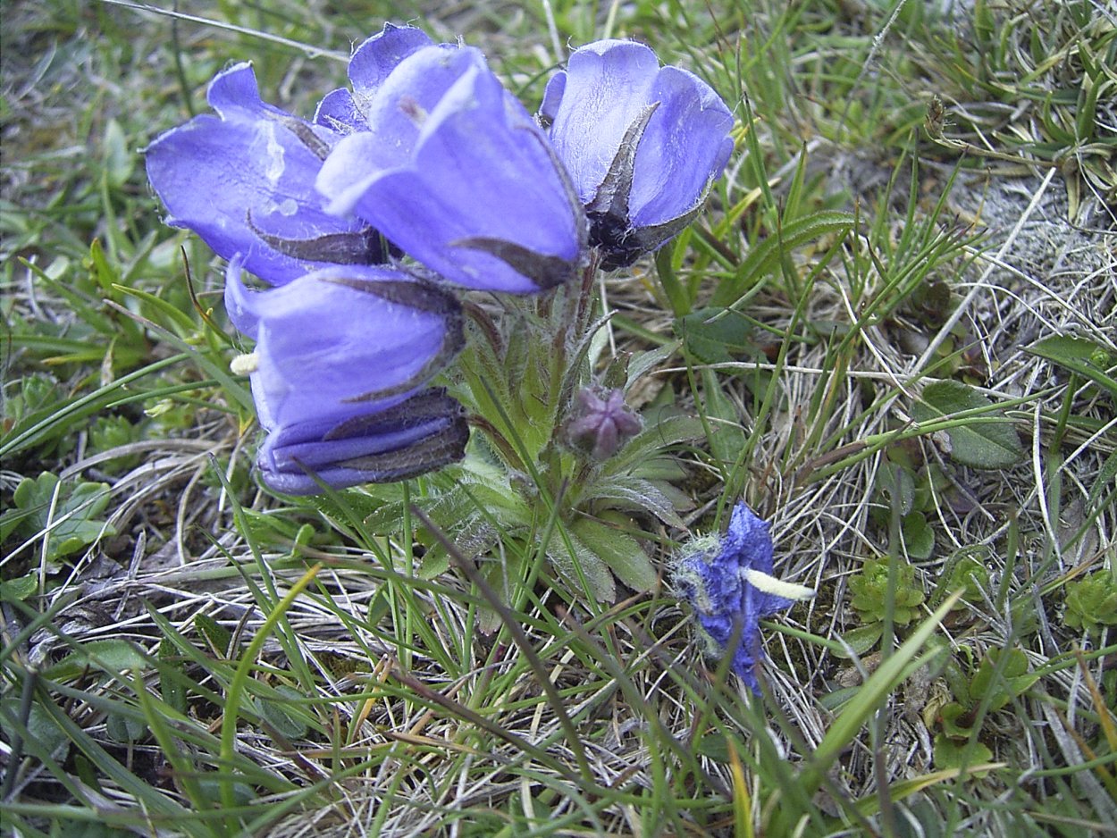Campanula Alpina
