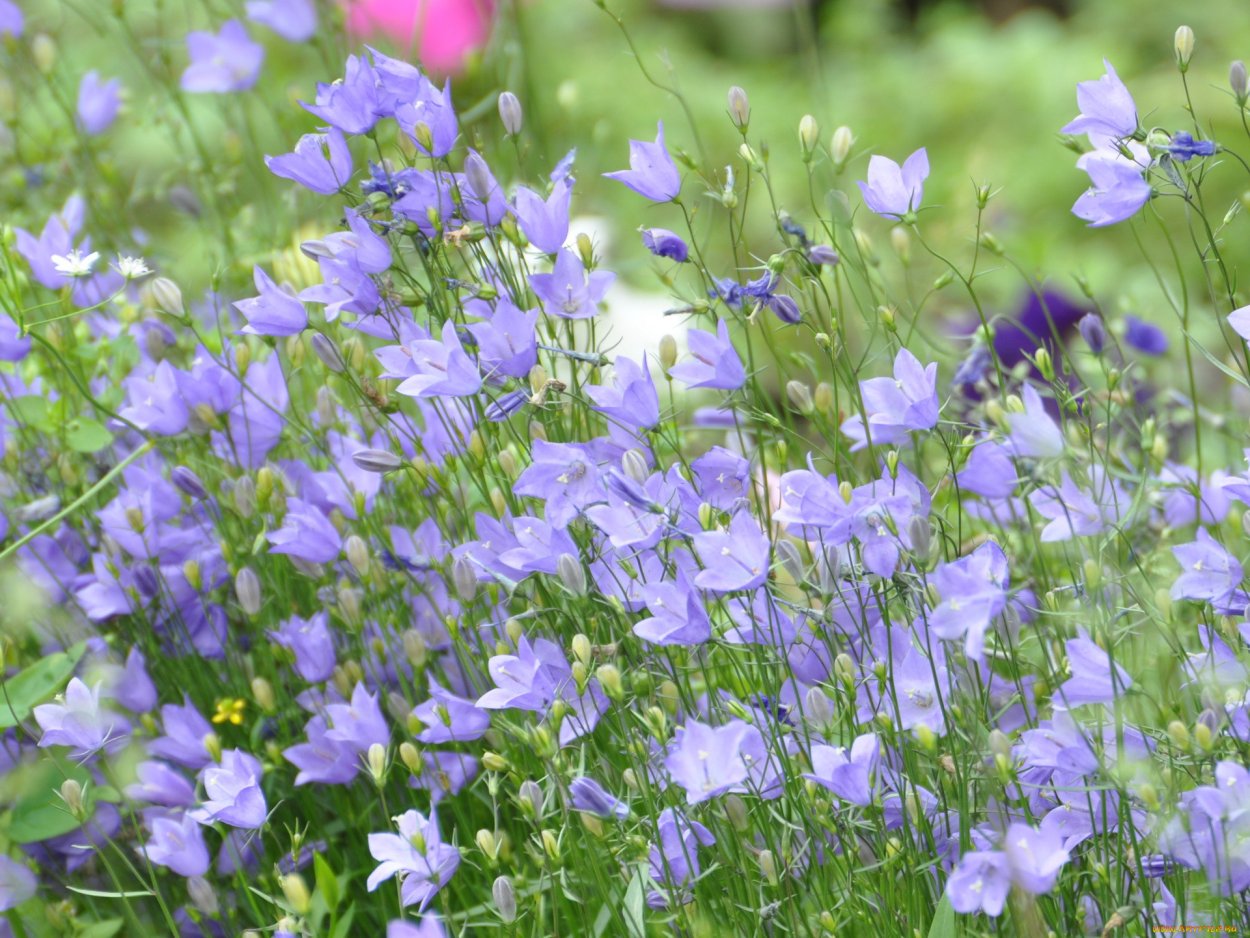 Колокольчик Сибирский лиловые колокола