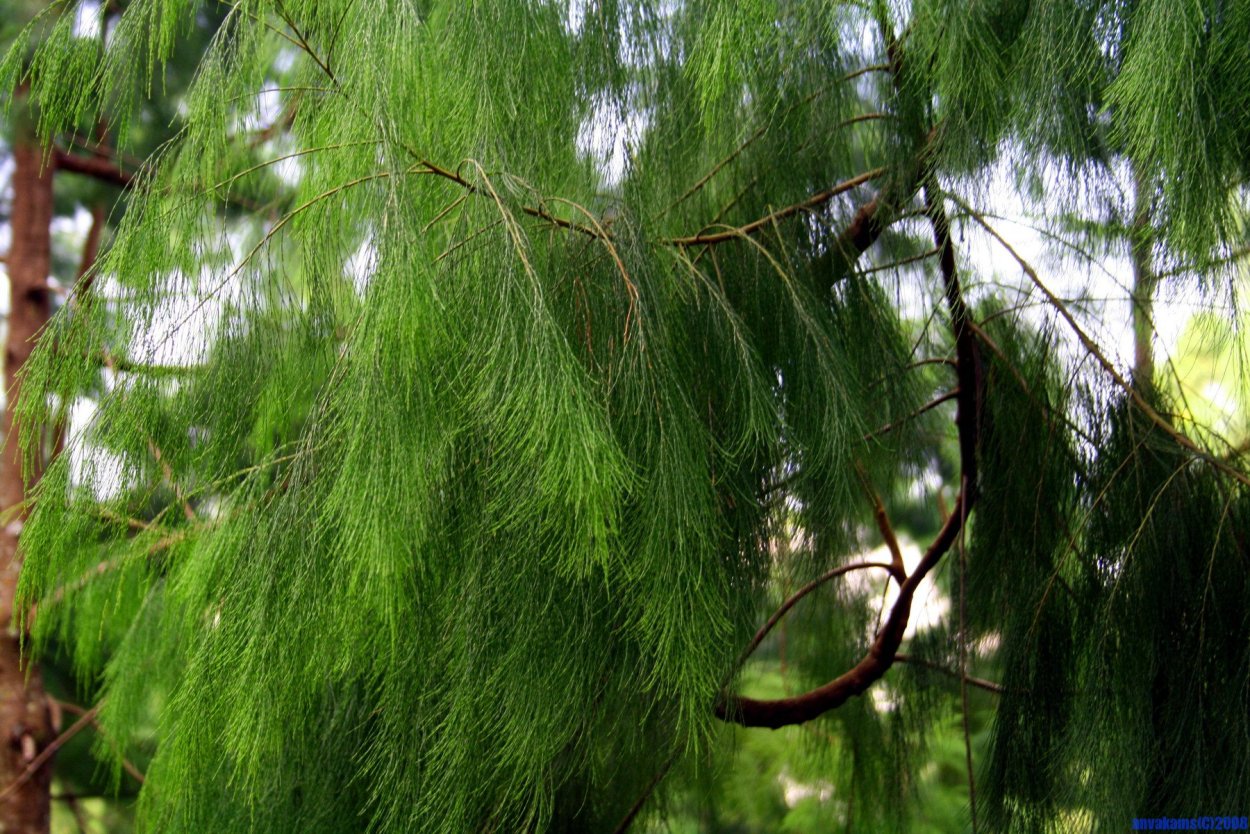 Длиннохвойная сосна Монтесумы