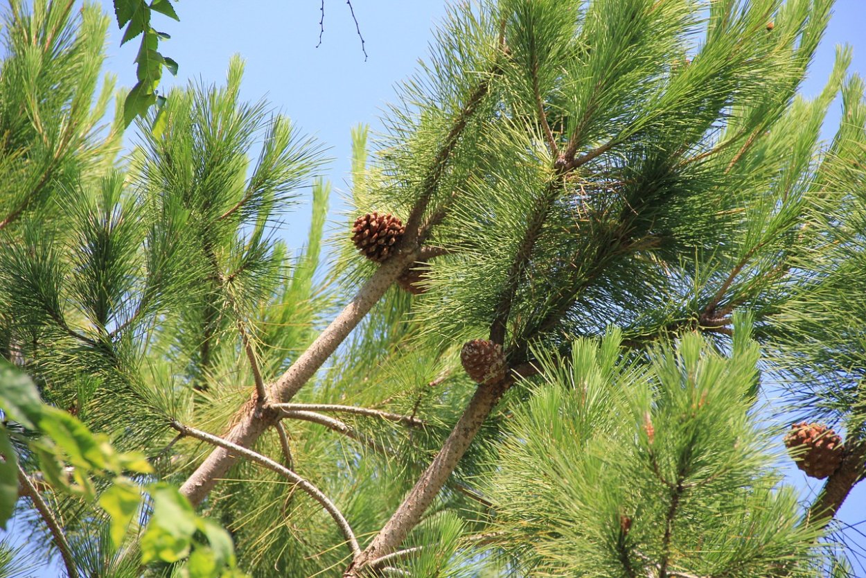 Сосна Юньнаньская Pinus yunnanensis
