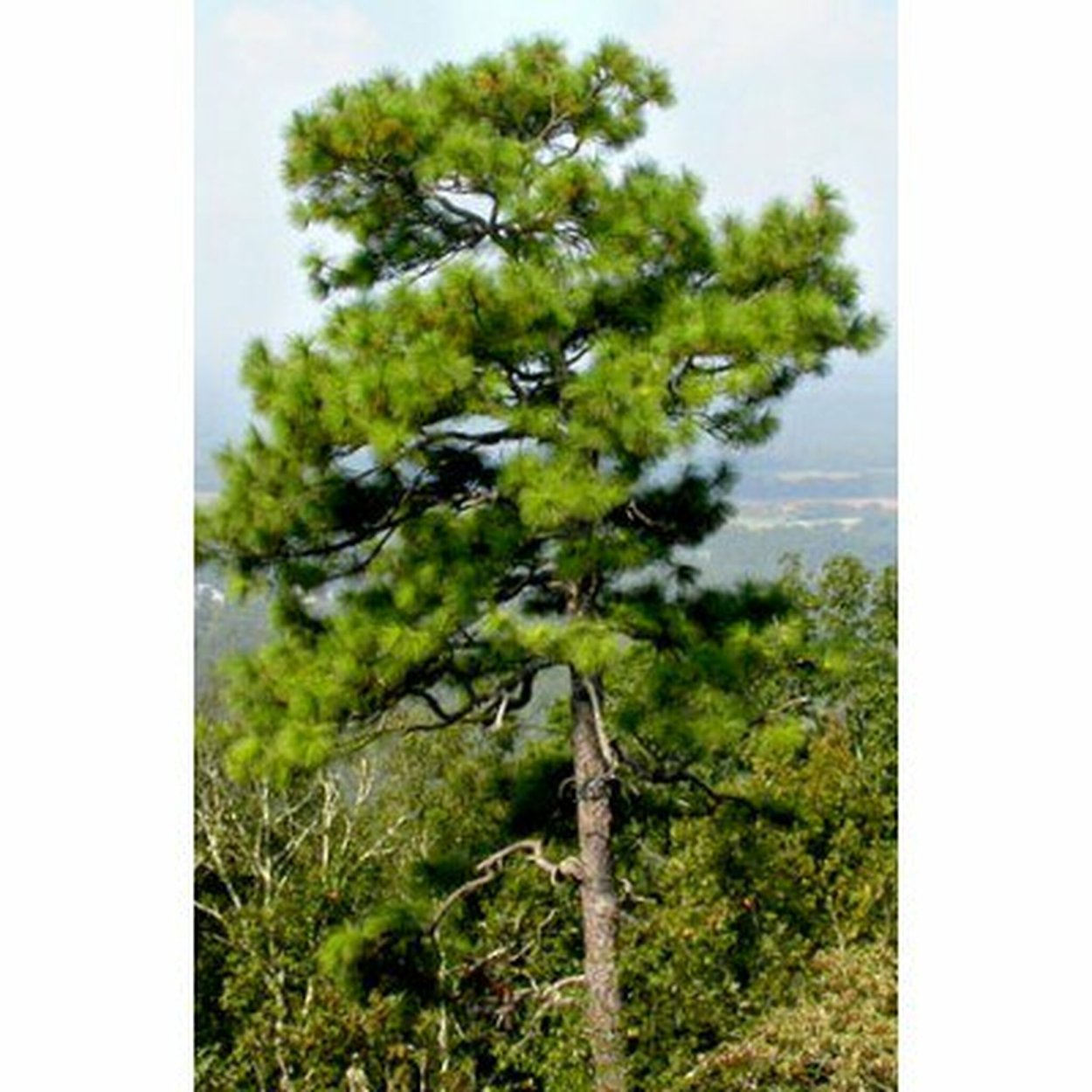 Сосна Pinus palustris