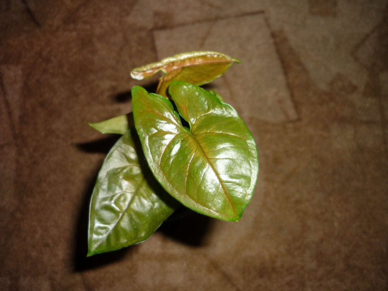 Сингониум Еллоу