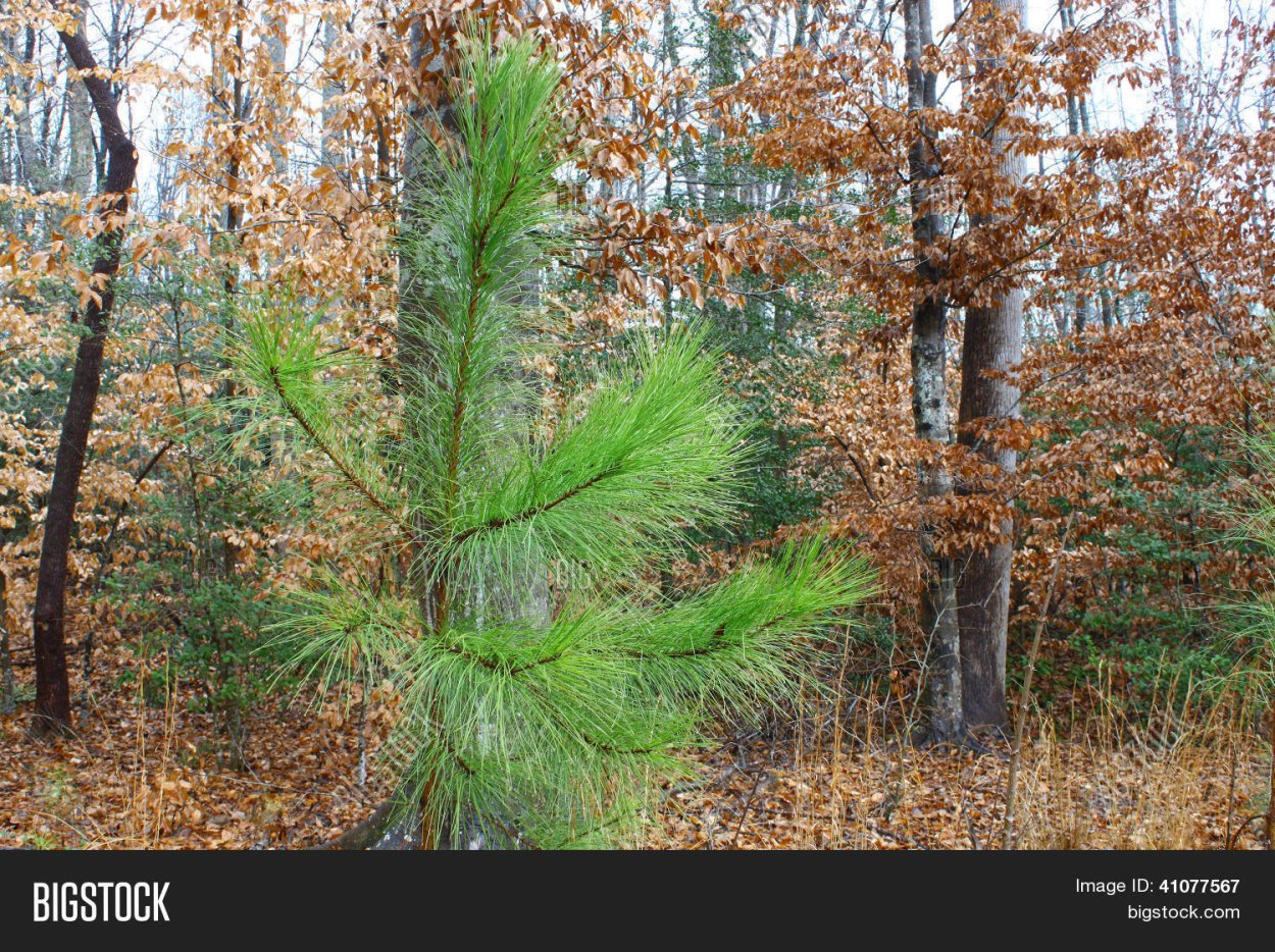 Сосна Болотная long Live