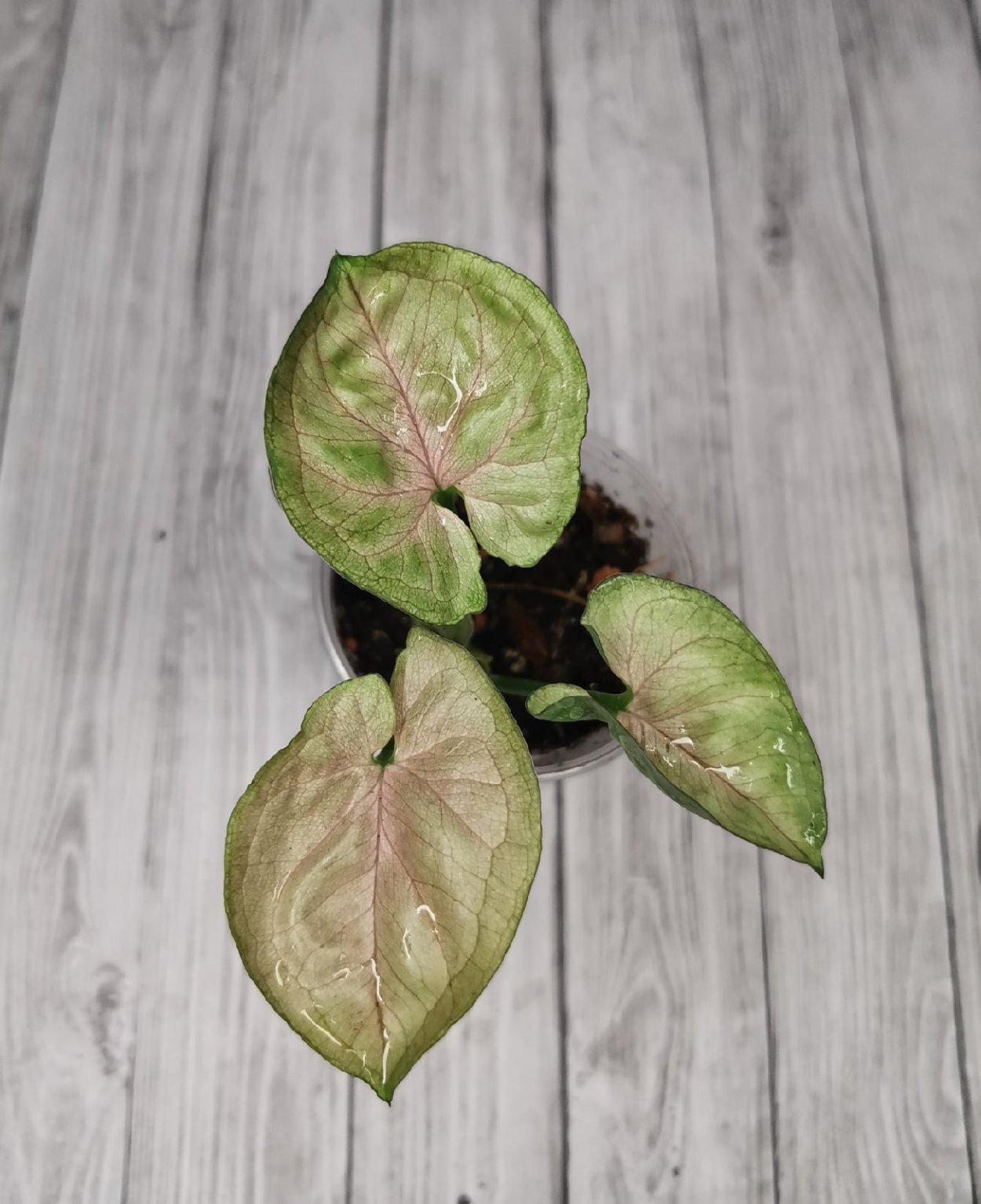 Филодендрон сингониум