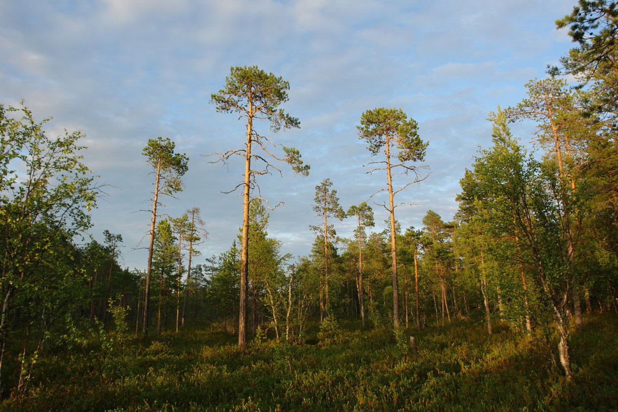 Североамериканская Болотная сосна