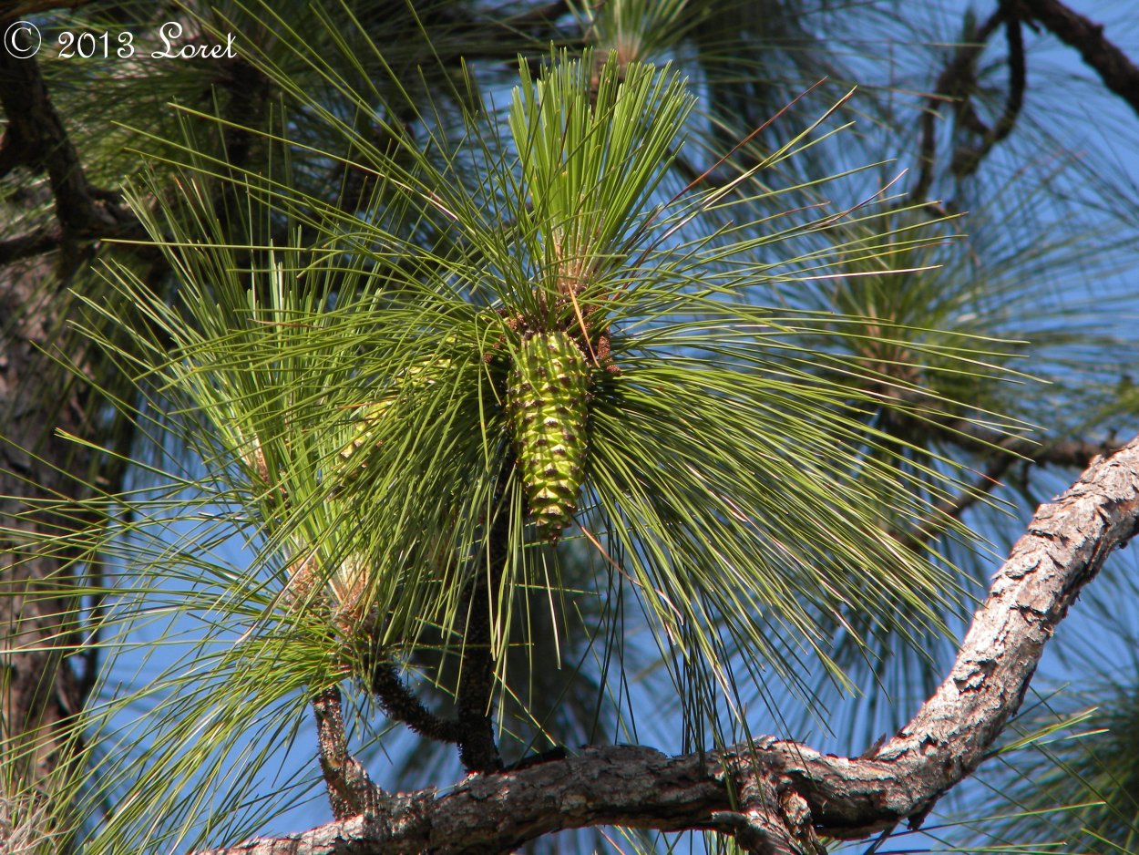 Сосна Болотная длиннохвойная