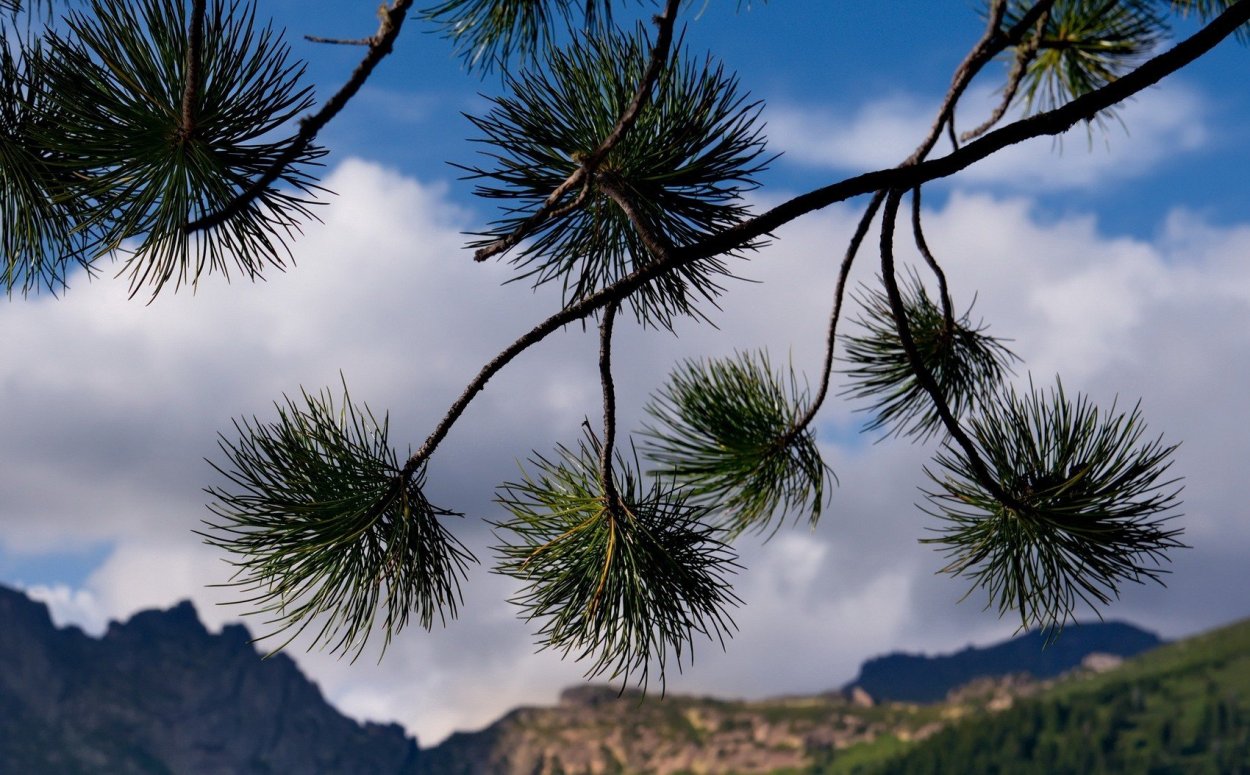 Аляскинский кедр