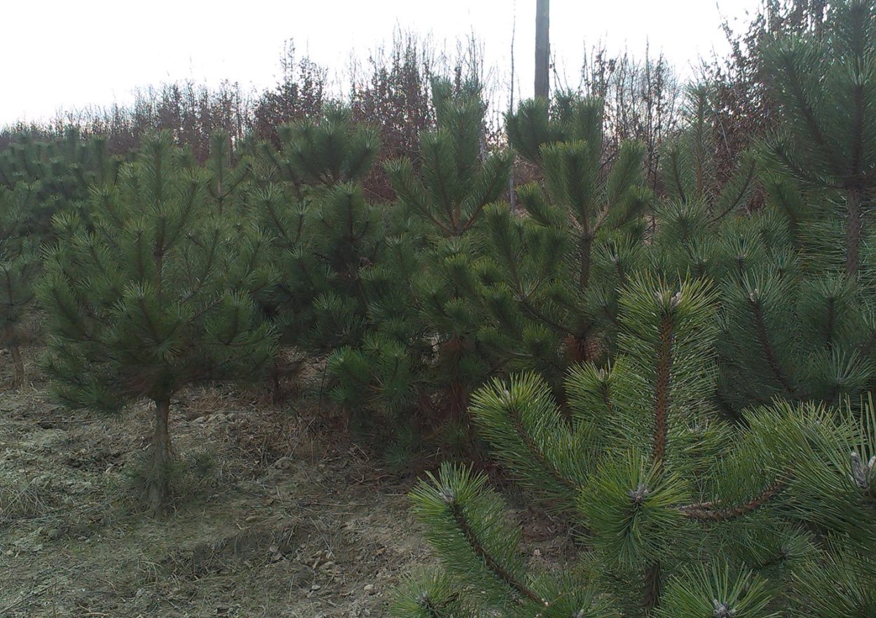 Лиственница с длинными иголками