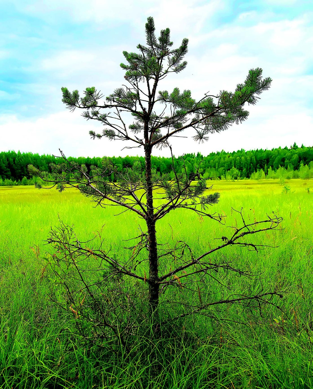 Сосна Коха роща