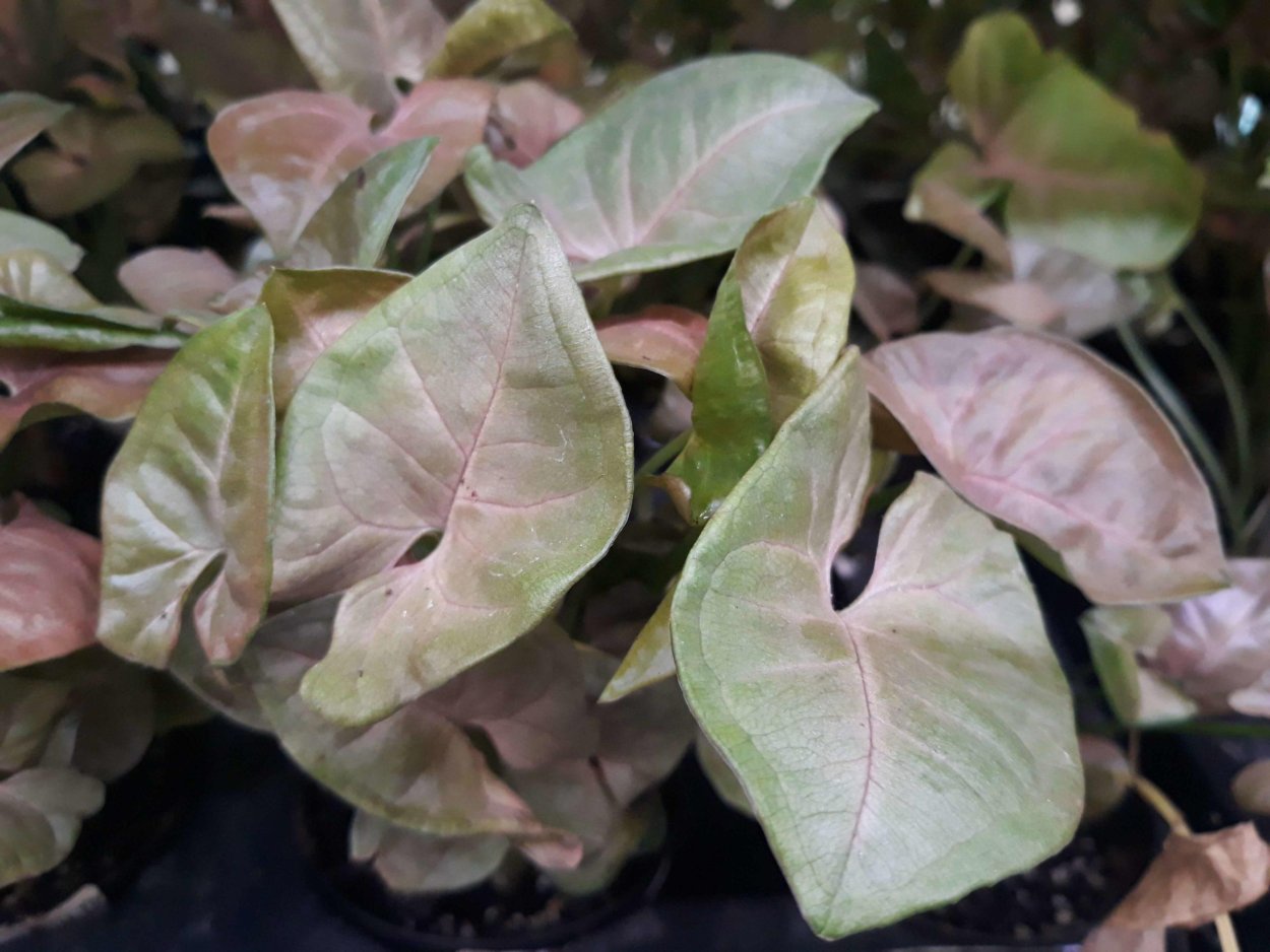 Сингониум Триглиф