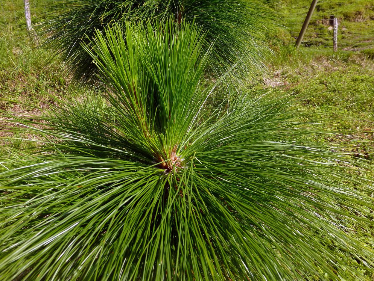 Сосна Монтесумы шишки