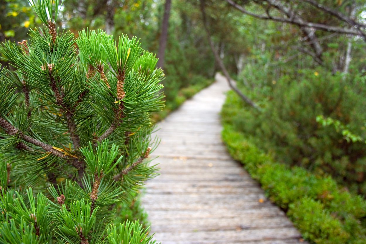 Сосна Веймутова Radiata