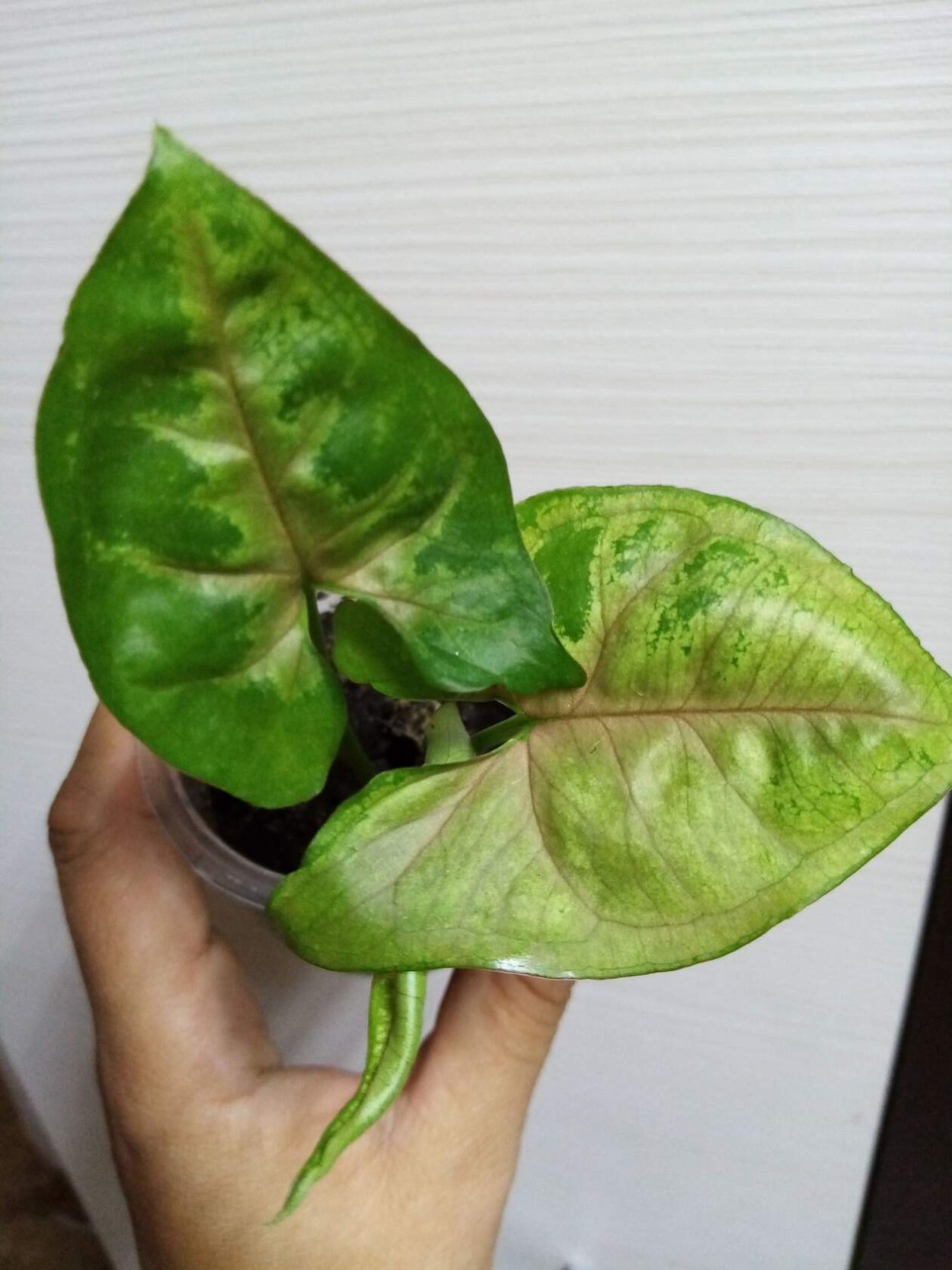 Сингониум название сорта