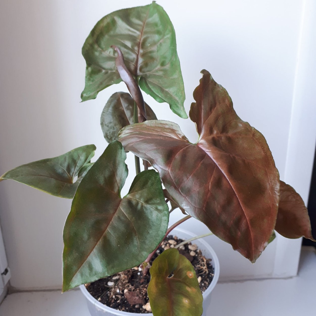 Сингониум Марбл Квин