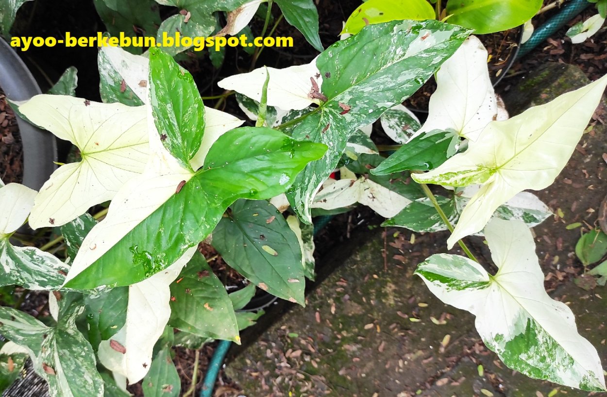 Плющ сингониум