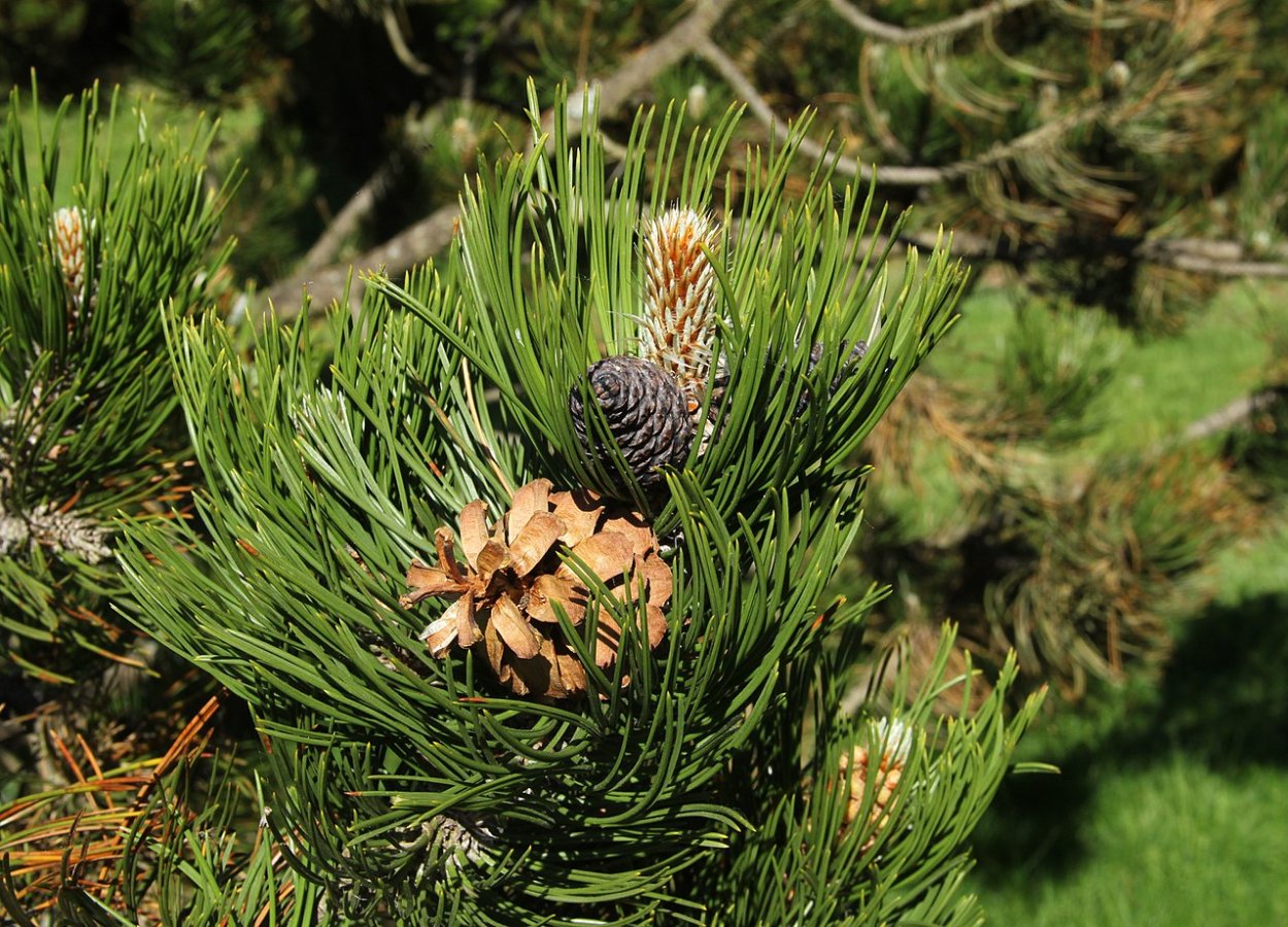 Сосна климат