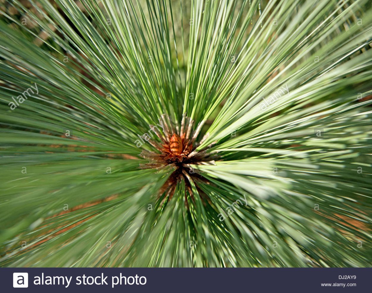 Хвоинки сосны кедровой