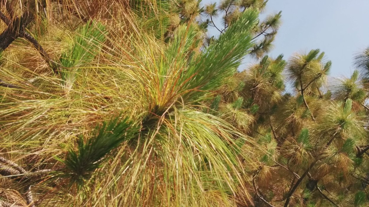 Сосна Васюганские болота