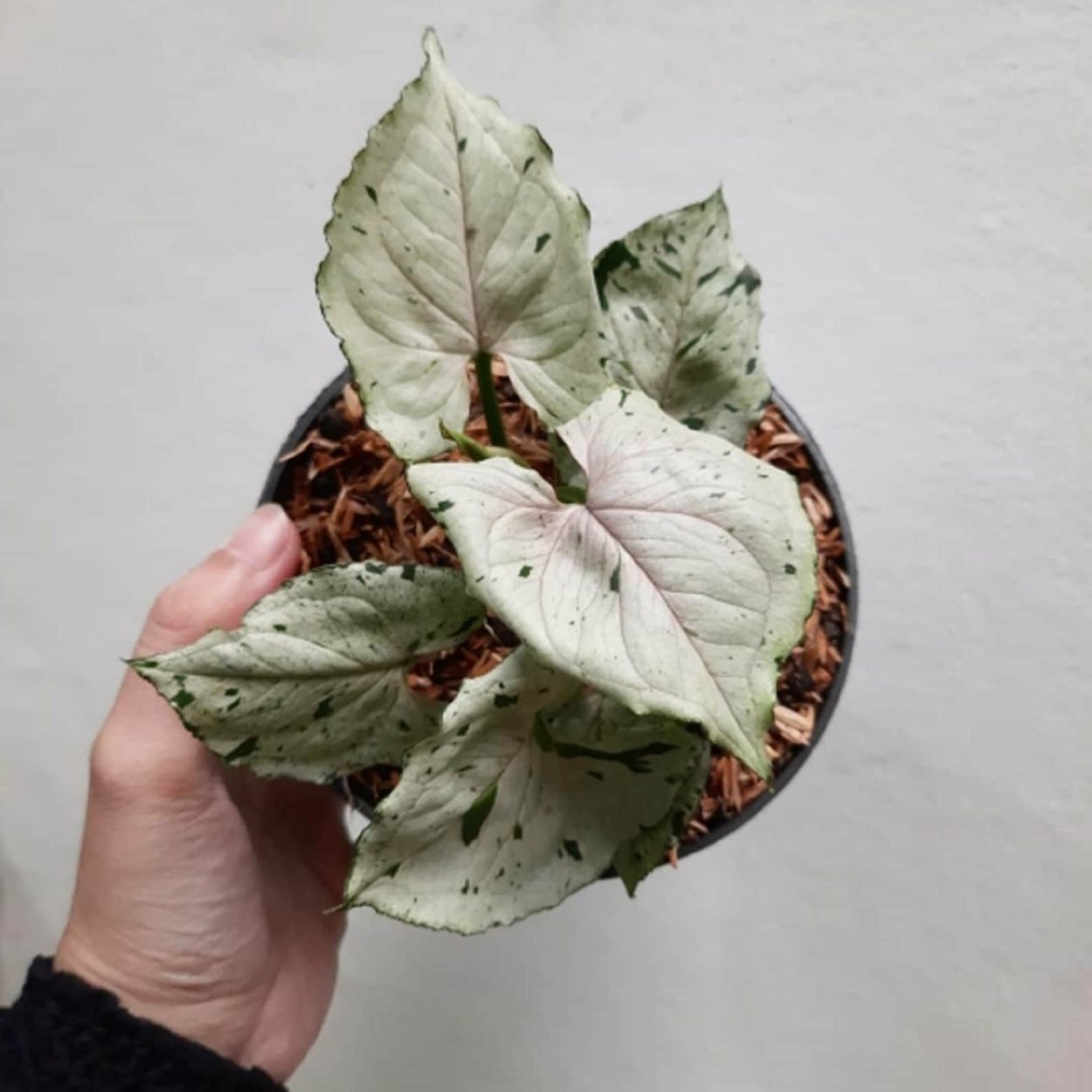 Сингониум конфетти