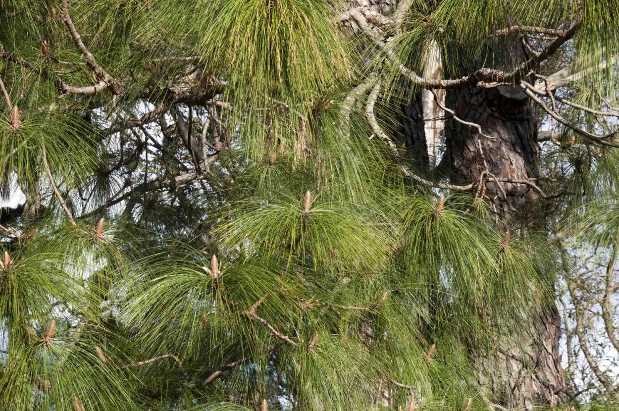 Длиннохвойная сосна Монтесумы