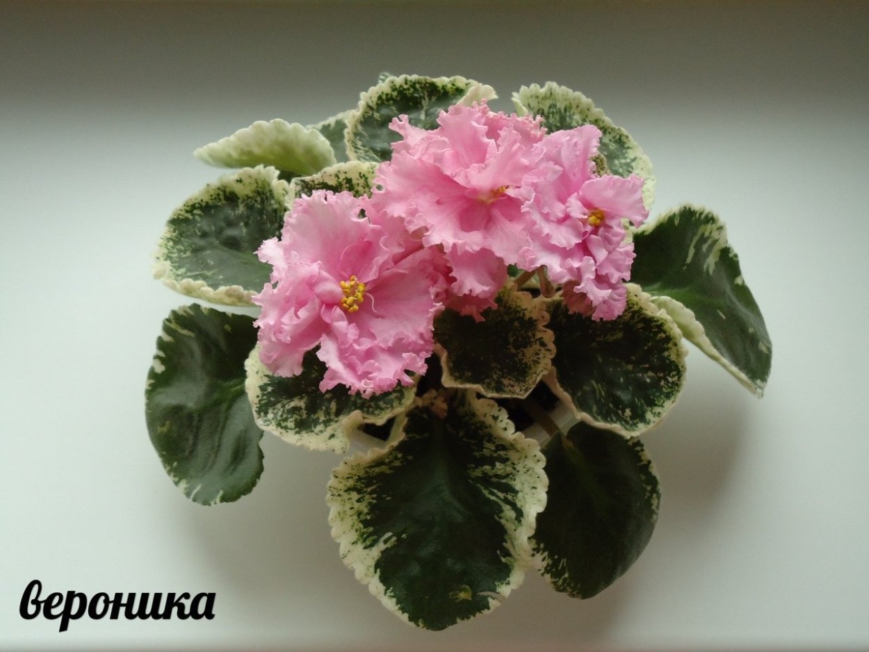 Фиалка ЕК Аленка