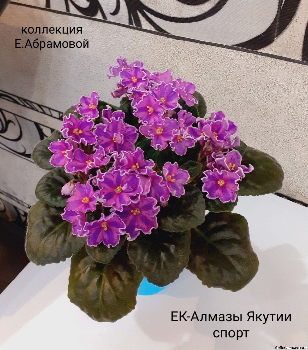 Фиалка Анастасия Sorano