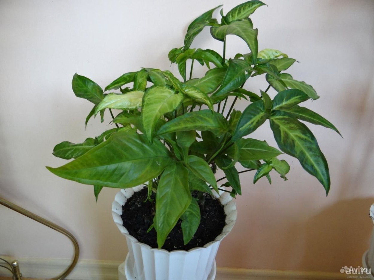 Сингониум Подофиллум трил Ванд