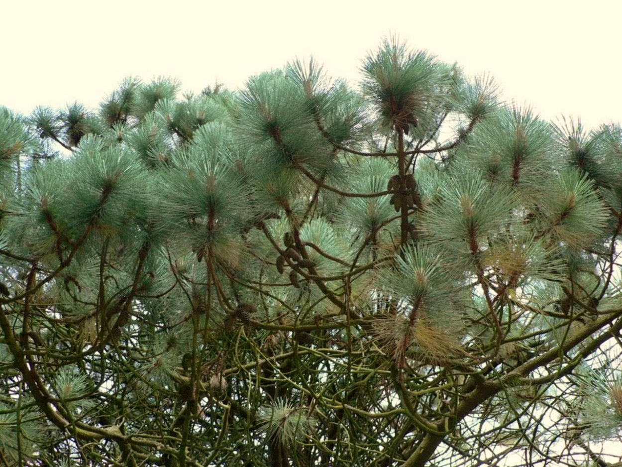 Pinus palustris