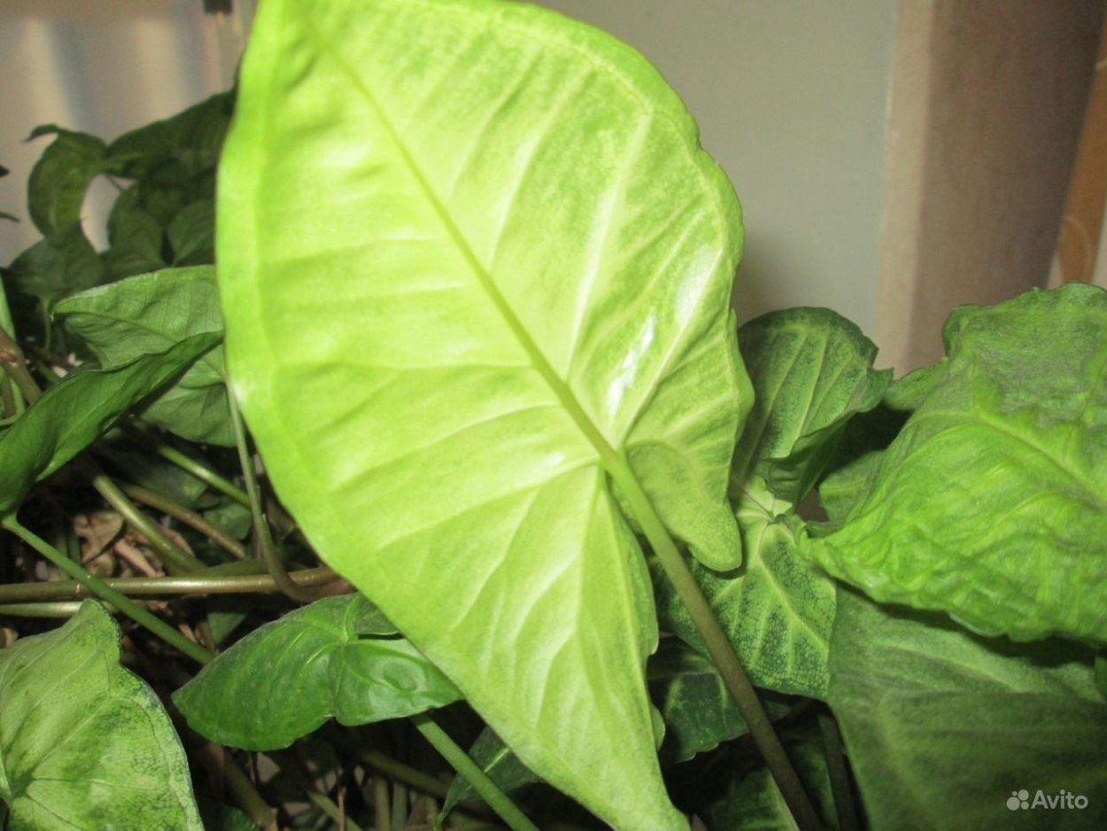 Сингониум Мунлайт