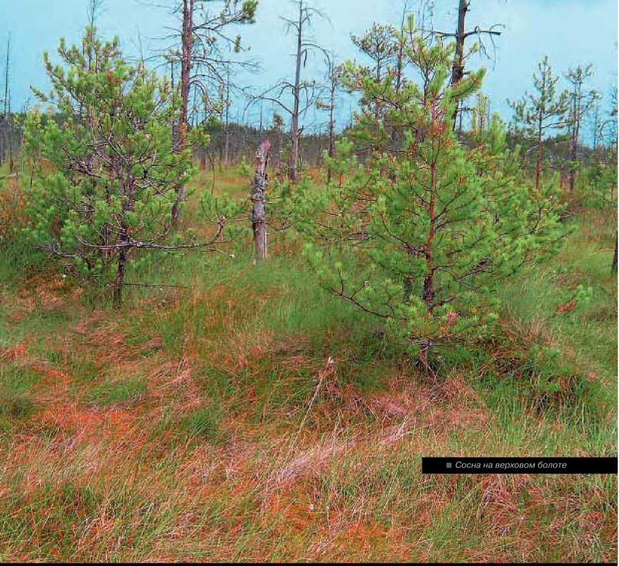 Североамериканская Болотная сосна