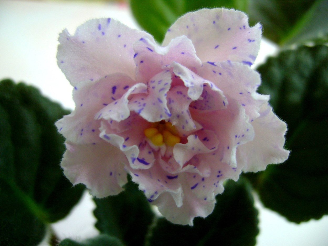 Фиалка агат розовый