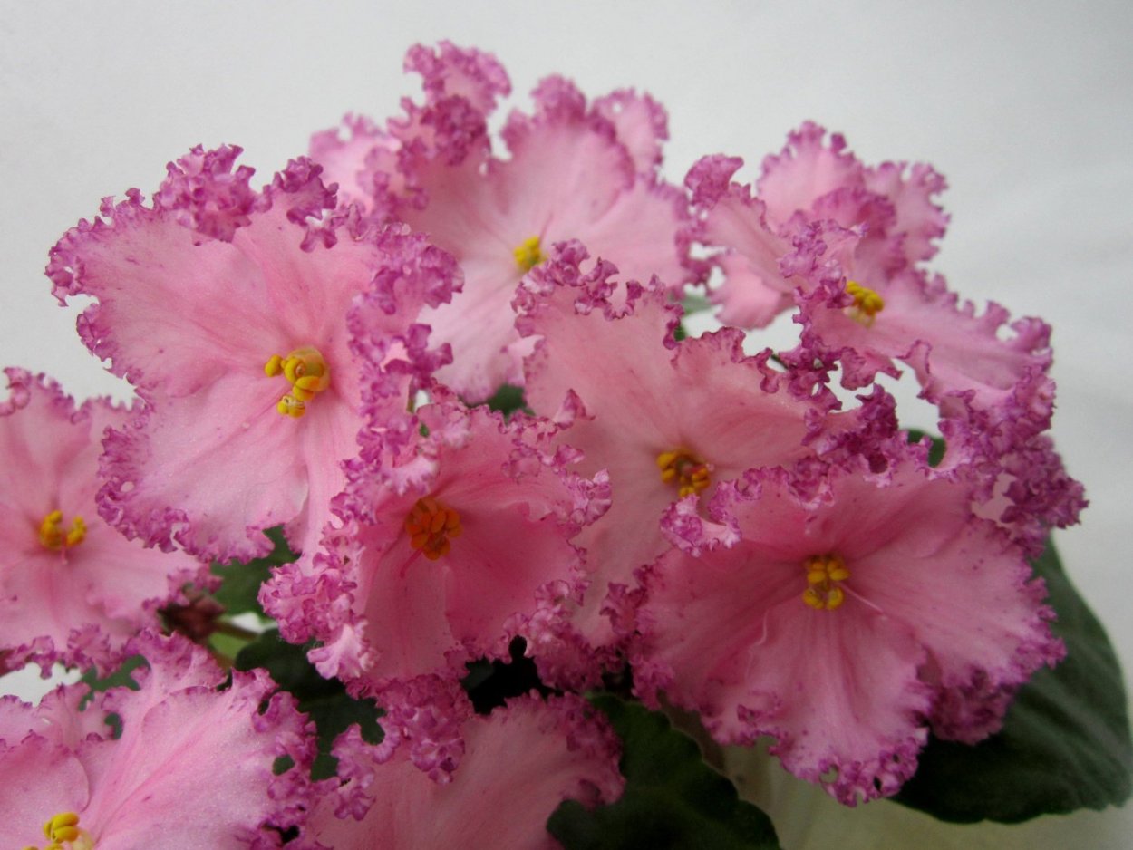 Фиалка лиловый карильон