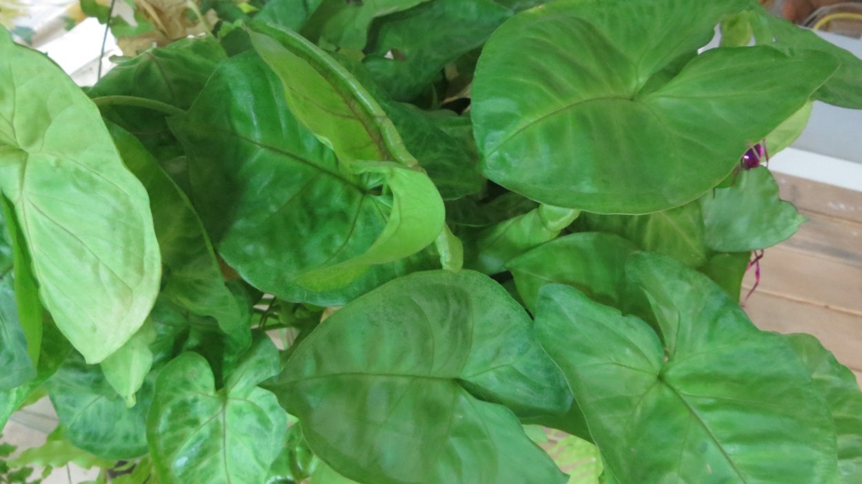 Сингониум Neon robusta