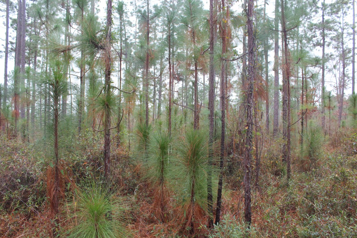 Североамериканская Болотная сосна